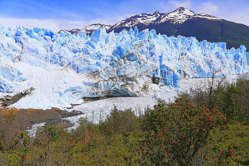 莫雷诺冰川和红色野花，阿根廷湖- El Calafate，巴塔哥尼亚